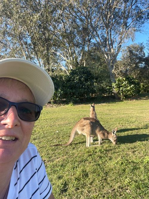 Kangaroos on the Gold Coast Kangaroos-on-the-Gold-Coast